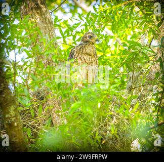 Junge Baby-Falke mit roter Schulter - Buteo lineatus - hoch oben in einem Nest mit grünen Eichenblättern, die fast bereit sind zu flüchten Stockfoto