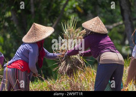 Reisernte auf Tegalagang-Reisterrassen auf Bali Stockfoto