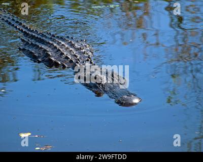 Mittlere Aufnahme eines riesigen Alligators, der in einer Lagune des Big Cypress National Preserve am abgelegenen Campingplatz von Bear Island schwimmt. Stockfoto