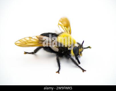 Die wunderschöne Räuberfliege - Laphria virginica - eine Hummel, die Insekten und Insekten ausbeutet. In Woodlands zu finden, Kiefer oder gemischte Laubwälder Stockfoto