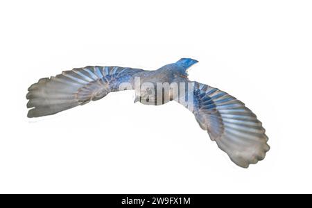 Weibliches Ostblauvogel - sialia sialis - im Flug, während die Flügel sich mit blauen und braunen, grauen und orangen Farben ausdehnten. Ausgeschnittenes Foto auf IS Stockfoto