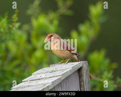 Weiblicher nördlicher Kardinal - Cardinalis cardinalis - hoch auf dem Dach des Vogelnistkästen neugierig in die Kamera mit verschwommenem grünen Baumhintergrund schauend Stockfoto