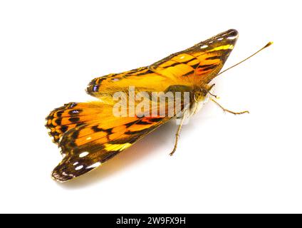 American Painted Lady Butterfly - Vanessa virginiensis - isoliert auf weißem Hintergrund oben dorsal Front abgewinkelte Sicht Flügel weit offen Stockfoto