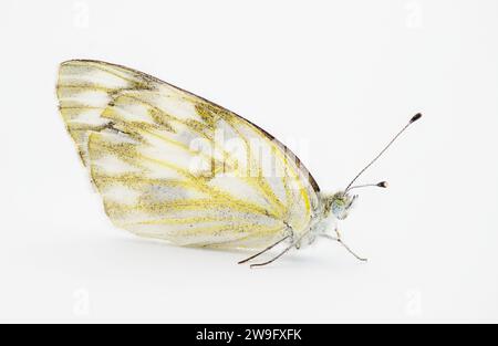 Weiblicher karierter weißer Schmetterling - Pontia protodice - Arten von Pieridae Schwefel isoliert auf weißem Hintergrund Seitenprofil Ansicht Stockfoto