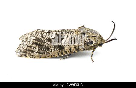 Prionoxystus robiniae – die Schreinerwurmmotte oder Heuschreckenbohrer, ist eine Motte der Familie Cossidae, die auf der weißen Seitenprofilansicht isoliert ist Stockfoto