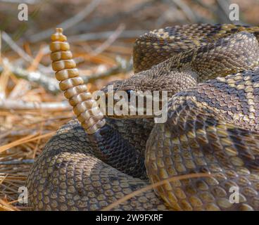 Große östliche Diamondback Klapperschlange - Crotalus Adamanteus - Nahaufnahme Makrokopf neben perfekter Rassel mit 12 Knöpfen, im natürlichen Norden von Flori Stockfoto