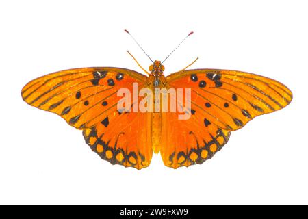 Der Golf Fritillary oder Passionsfalter - Agraulis oder Dione vanillae - ist ein leuchtend orangener Schmetterling aus der Unterfamilie Heliconiinae der Familie Nymphalid Stockfoto