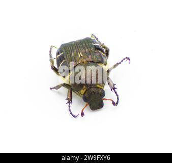 Hummel wie mimische Blume Scarab Käfer - Trichiotinus piger - alias haarige Blume Chafer isoliert auf weißem Hintergrund Vorderansicht von oben Stockfoto