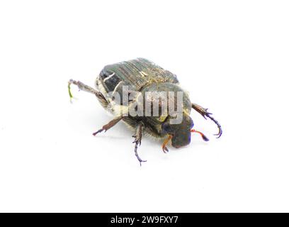 Hummel wie Mimik Blume Scarab Käfer - Trichiotinus piger - alias haarige Blume Chafer isoliert auf weißem Hintergrund vorne oben Profilansicht Stockfoto