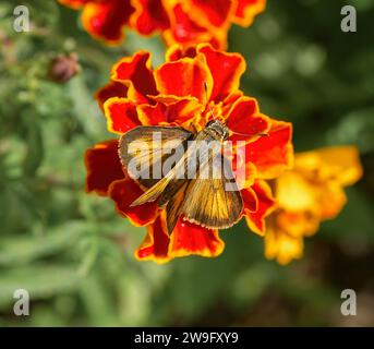 Männlicher Wirbelgras Skipper - Polites vibex - dorsale Ansicht mit braunem und gelbem Farbkontrast mit Flügeldetails, auf orange und rote Blütenblüte Stockfoto