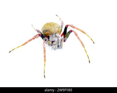 Weibliche tropische Kugel Weberspinne - Eriophora ravilla - isolierter Ausschnitt auf weißem Hintergrund. Vorderansicht Stockfoto