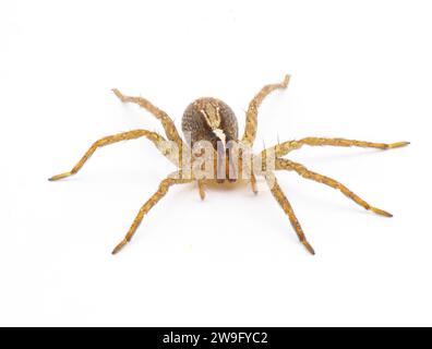 hentzer Wolfsspinne - rabidosa hentzi - isoliert auf weißem Hintergrund. Vorderansicht Stockfoto