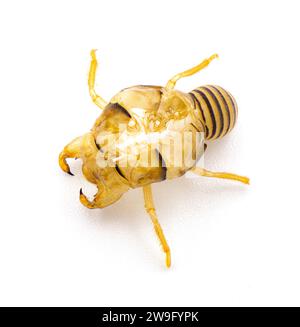 Cicada Shell, Ekdyse, Moult, Molt, Exoskelett, Abwurf, Exsuviat, Schlamm durch einen Prozess namens Ekdyse isoliert auf weißem Hintergrund. Ansicht von oben nach hinten Stockfoto