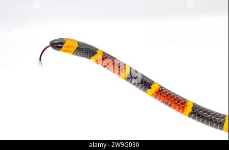 Giftige östliche Korallenschlange - Micrurus fulvius - Nahaufnahme von Kopf-, Augen-, Zunge- und Bauchschuppen mit Muster. Seitenansicht mit großartigem Deta Stockfoto