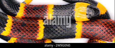 Giftige östliche Korallenschlange - Micrurus fulvius - Tapetenmakro des Hautmusters und der Textur isoliert auf weißem Hintergrund rot und gelb töten einen Fello Stockfoto