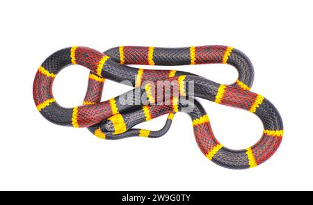 Giftige östliche Korallenschlange - Micrurus fulvius - Nahaufnahme von Kopf, Augen und Muster. Die dorsale Ansicht der ganzen Schlange mit großen Details ist oben Stockfoto