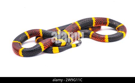 Giftige östliche Korallenschlange - Micrurus fulvius - Nahaufnahme von Kopf, Augen und Muster. Seitenansicht der ganzen Schlange mit großen Details isoliert Stockfoto