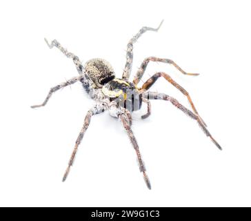 Florida Wolfsspinne - Sosippus floridanus - große schöne Wolfsspinne in der Familie Lycosidae. Profilansicht vorne oben mit unglaublichen Details Stockfoto