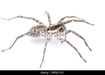 Florida Wolfsspinne - Sosippus floridanus - große schöne Wolfsspinne in der Familie Lycosidae. Seitliche Profilansicht mit unglaublichen Details Stockfoto