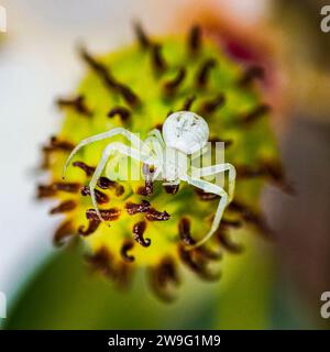 Weiße Krabbenspinne oder Blumenspinne - Mecaphesa sp. - Häufig auf der Jagd nach hellen Blumen. Auf Magnolienblüte blühende Kamera Stockfoto