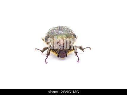 Euphoria sepulcralis Fabricius (Euphoria sepulcralis Fabricius) ist ein häufiger, tagesfliegender Schnabelkäfer in Florida und einem Großteil der östlichen Hälfte der Vereinigten Staaten Stockfoto