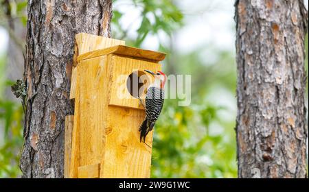 Rotbauchspecht - Melanerpes carolinus - aus einem künstlichen Nistkasten hoch oben im Kiefernwald Stockfoto