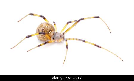 Latrodectus geometricus, allgemein bekannt als die braune Witwe, braune Knopfspinne, graue Witwe, braune schwarze Witwe, Hausknopfspinne oder geometrische Butto Stockfoto