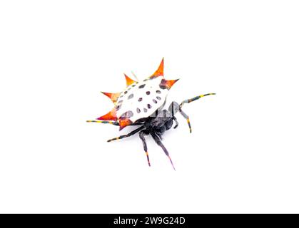 Spiny back Orb Weaver Spinnen - Gasteracantha cancriformis - alias Krabben- oder Drachenspinne kriechen rechts Ansicht isoliert auf weißem Hintergrund Stockfoto
