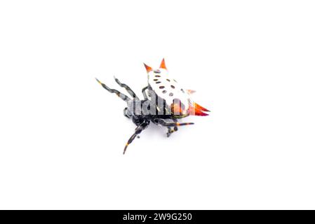 Spiny back Orb Weaver Spinnen - Gasteracantha cancriformis - alias Krabben- oder Drachenspinne krabbeln nach links isoliert auf weißem Hintergrund Stockfoto