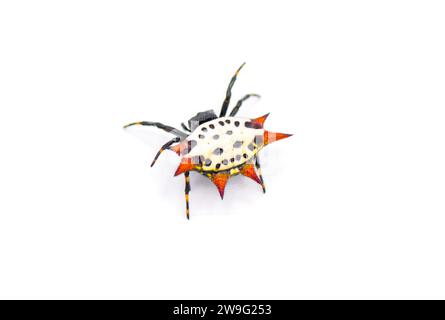 Spinne mit Stachelrücken – Gasteracantha cancriformis – auch bekannt als Krabben- oder Drachenspinne, die von der Kamera wegkriecht Rückseitenansicht isoliert auf weißem Rücken Stockfoto