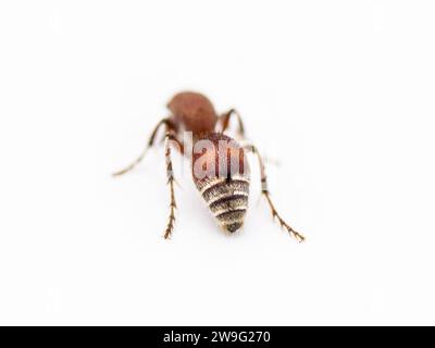 Samtant - Dasymutilla sp. Wahrscheinlich ein Insekt aus der Familie Mutillidae. Den Weibchen fehlen Flügel und das sind eigentlich Wespen, keine Ameisen. Isoliert auf wh Stockfoto