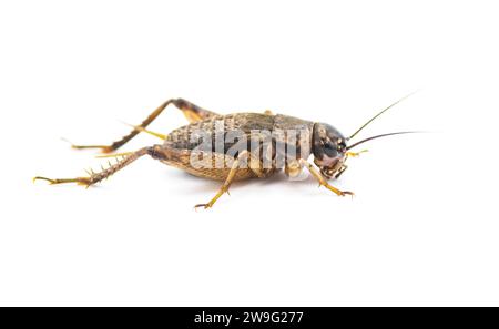 Schwarz-braunes Wildfeld Cricket - Gryllus - Seitenprofil Ansicht isoliert auf weißem Hintergrund Stockfoto