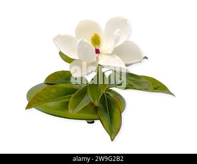 Große südliche Magnolie - Magnolia grandiflora - blühen, blühen oder Blüten in perfekter Form, mit gelben und roten mittleren und grünen Blättern Stockfoto