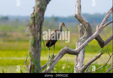 Limpkin - Aramus guarauna - auch Carrao, Courlan und Weinen Vogel genannt, ist ein großer Watvogel, der mit Schienen und Kranichen verwandt ist. ich sitze auf einem Baum und schnapp mich Stockfoto