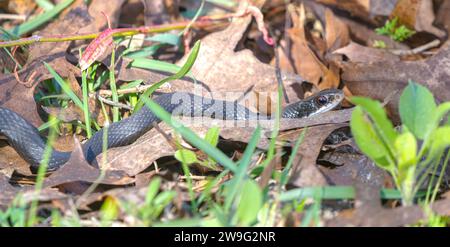 Wilder südländischer schwarzer Rennfahrer - Coluber constrictor priapus - schlängelt durch Blätter auf dem Boden, während er im Garten nach Nahrung sucht. Stockfoto