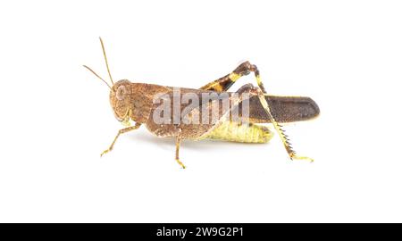 Südgelb geflügelte Grasshopper - Arphia granulata Seitenprofil Ansicht isoliert auf weißem Hintergrund Stockfoto