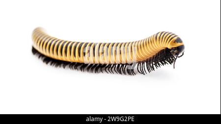 Wild Florida Elfenbein Millipede - Chicobolus spinigerus - isoliert auf weißem Hintergrund. Ein Beispiel aus Nordflorida, das im trockenen Sandhills-Lebensraum gefunden wurde. Vorderseite Stockfoto