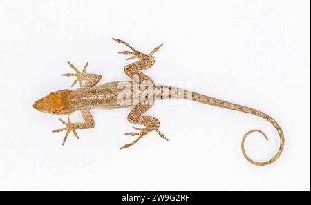 Kubanische braune Anolis, Bahaman oder de la Sagras Anolis sagrei - oberer Dorsalblick isoliert auf weißem Hintergrund, Details durchgehend Stockfoto