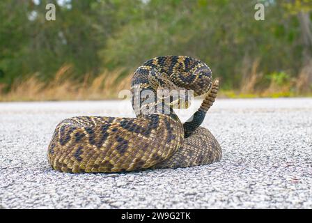 Der König aller Klapperschlangen der Welt, der Eastern Diamondback Rassel - Crotalus Adamanteus - in Streikposition vor der Kamera. 9 Rasseln und ein Knopf Stockfoto