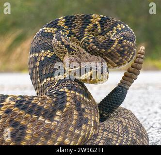 Der König aller Klapperschlangen der Welt, der Eastern Diamondback Rassel - Crotalus Adamanteus - in Streikstellung mit Kamera, die in Version zugeschnitten ist. 9 Rasseln Stockfoto