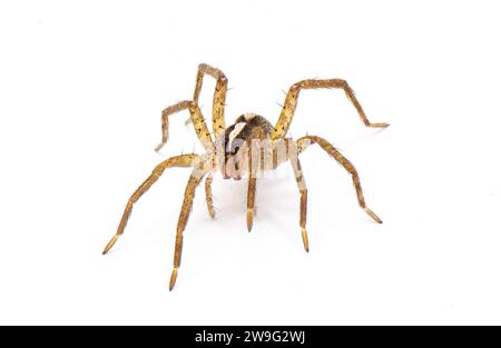 hentz Wolfsspinne - rabidosa hentzi - Vorderansicht krabbelnd zur Kamera. Isoliert auf weißem Hintergrund. Tolle Details Stockfoto