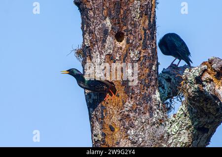 Sturnus vulgaris, der aus der Nisthöhle in totem Baumstamm fliegt, während sein Partner auf einem Ast steht. Blauer Himmel Hintergrund Stockfoto