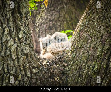 Große Horneule Babys - Bubo virginianus - perfekt eingerahmt in eine lebende Eiche, in die Kamera schauen Stockfoto