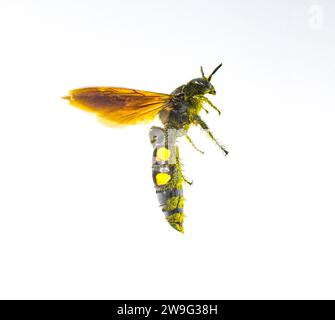Große vierfleckige Scoliid Wasp - Pygodasis quadrimaculata - weibliche Seitenprofilansicht im Flug. Isoliert auf weißem Hintergrund Stockfoto
