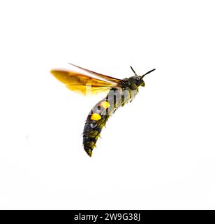 Große vier gepunktete Scoliid Wasp - Pygodasis quadrimaculata - weibliche Erwachsene vordere Seite Winkel Profil Ansicht im Flug isoliert auf weißem Hintergrund Stockfoto