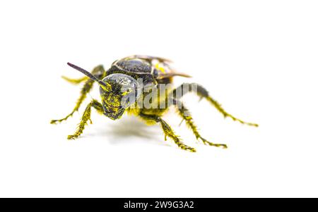 Große vier gepunktete Scoliid Wasp - Pygodasis quadrimaculata - weibliche Frontansicht für Erwachsene isoliert auf weißem Hintergrund Stockfoto