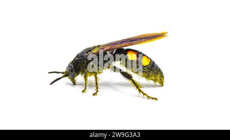 Große vier gepunktete Scoliid Wasp - Pygodasis quadrimaculata - weibliche Seitenprofilansicht für Erwachsene isoliert auf weißem Hintergrund Stockfoto