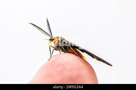 Schwarz geflügelte Dahana Moth - Dahana atripennis - am menschlichen Finger. Isoliert auf weißem Hintergrund. Nur in Georgia und Florida. Larven ernähren sich von Spa Stockfoto