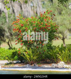 Rote Flaschenbürste - Callistemons citrinus - Sträucher oder Busch in voller Blüte in einem Park in Nord-Florida. Sehr beliebte Landschaftspflanze Stockfoto