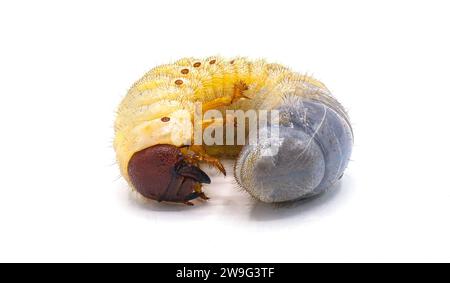 Larvenraubenwurmform des glatten Ochsenkäfers - Strategus aloeus - isoliert auf weißem Hintergrund. Gewöhnliche Gartenschädlinge Stockfoto